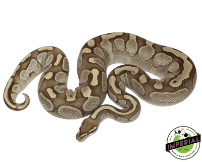 Lesser ball python for sale, buy reptiles online
