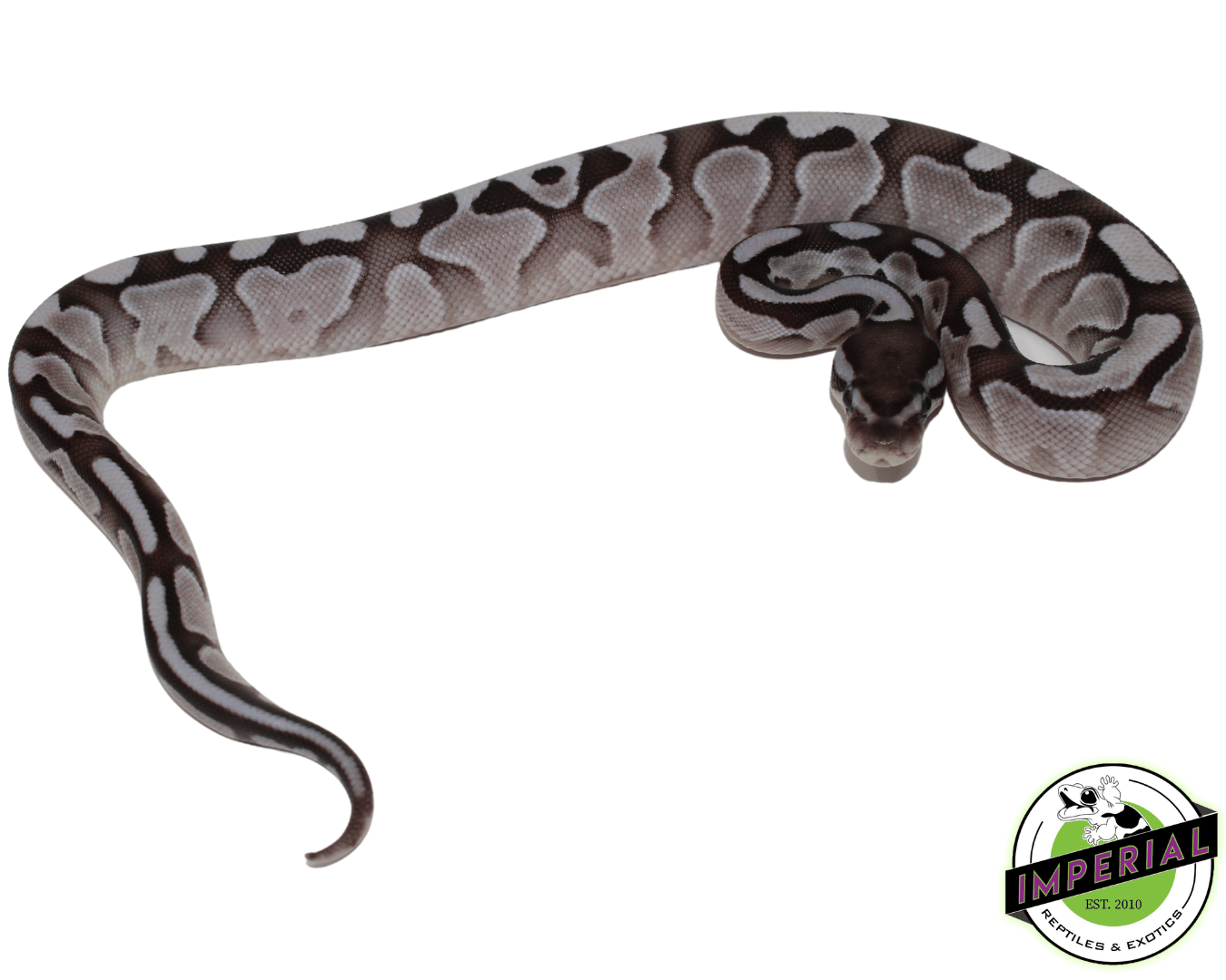Lesser Axanthic Ball Python For Sale - Imperial Reptiles – IMPERIAL ...