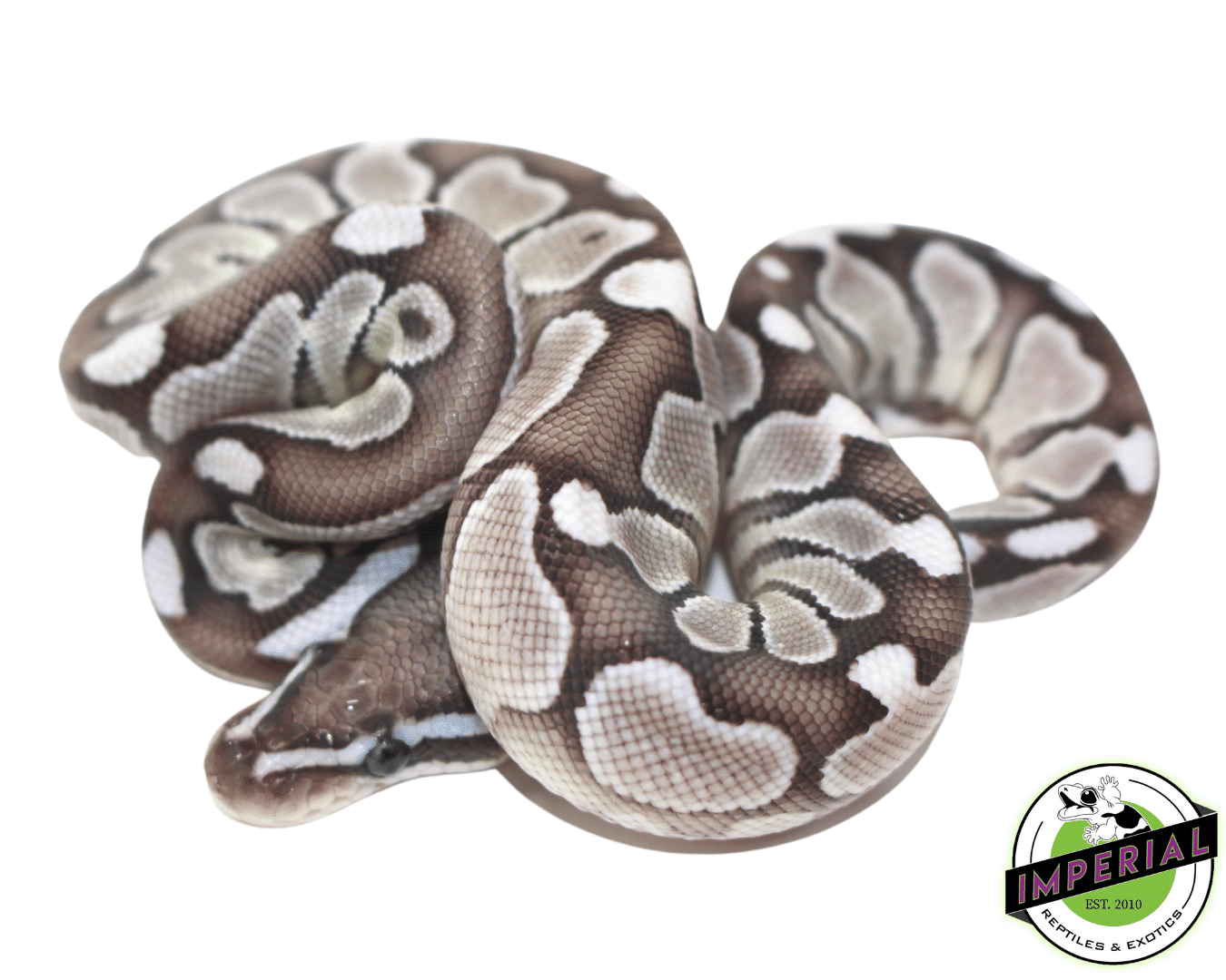 Axanthic Lesser Ball Python Lesser Axanthic Ball Python For Sale - Imperial Reptiles – IMPERIAL ...