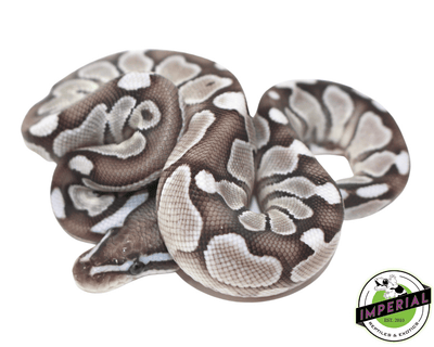 lesser axanthic ball python for sale, buy reptiles online