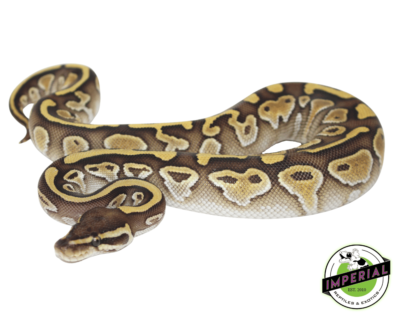 Lesser Ball Python 2018 Lavender Albino Spider Ball Python For Sale
