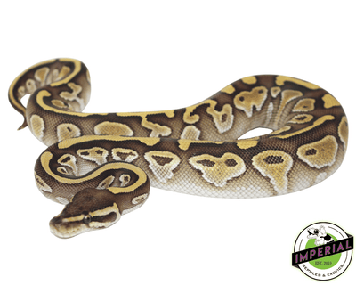 lesser ball python for sale, buy reptiles online