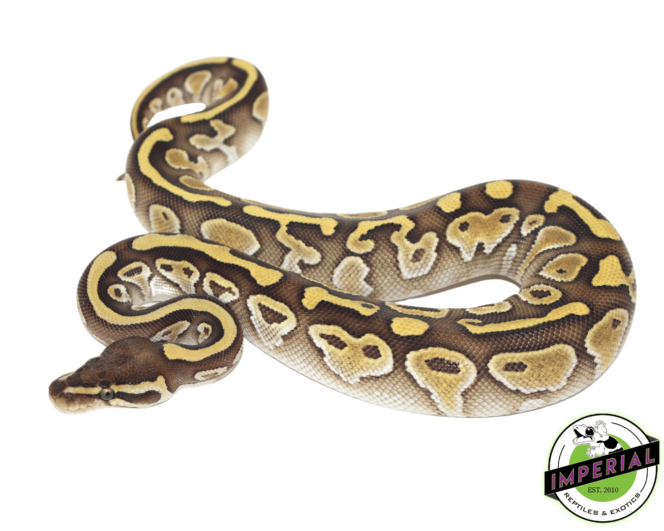 Lesser Sugar Ball Python