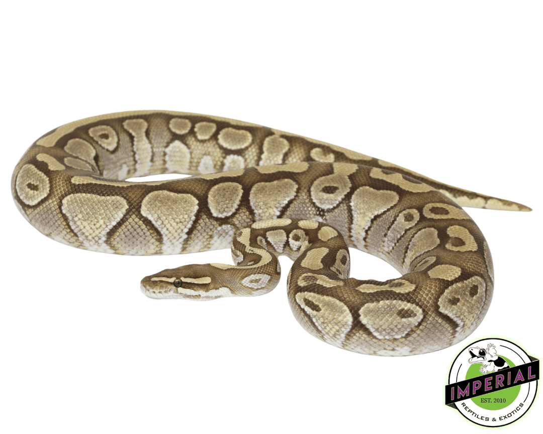 Patternless Ghost Ball Python True Ghost Ball Python