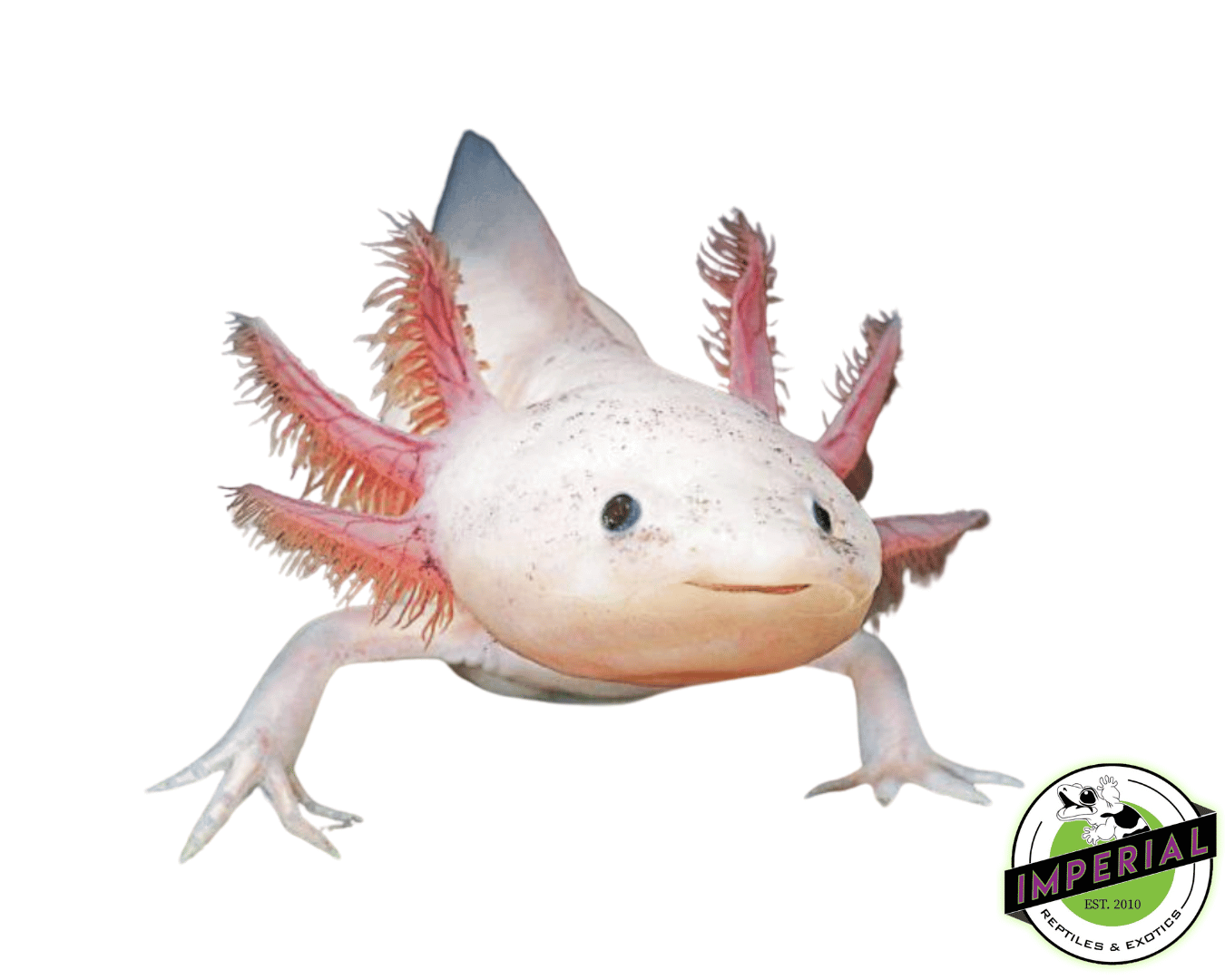Leucistic Axolotl