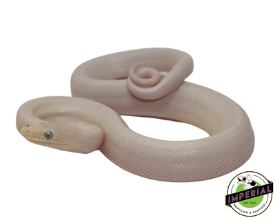 leucistic  colombian rainbow boa constrictor for sale, buy reptiles online