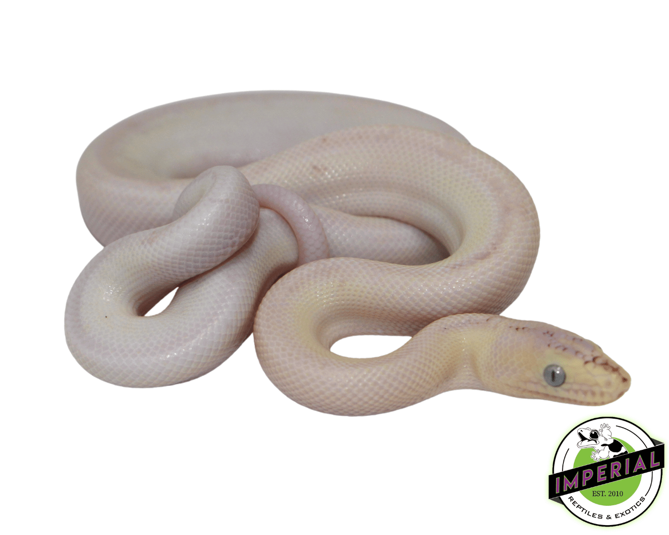 leucistic  colombian rainbow boa constrictor for sale, buy reptiles online
