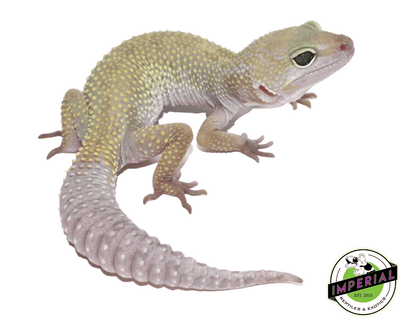 Leucistic/Patternless Leopard Gecko Adult