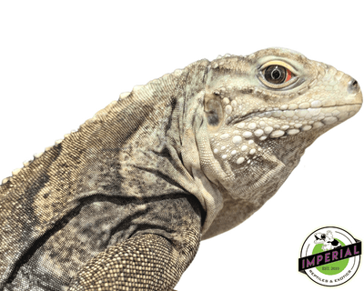 lewisi hybrid iguana for sale, buy reptiles online