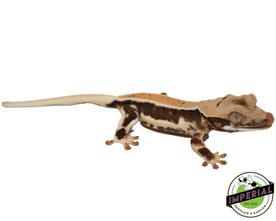 lilly white crested geckos for sale online at cheap prices