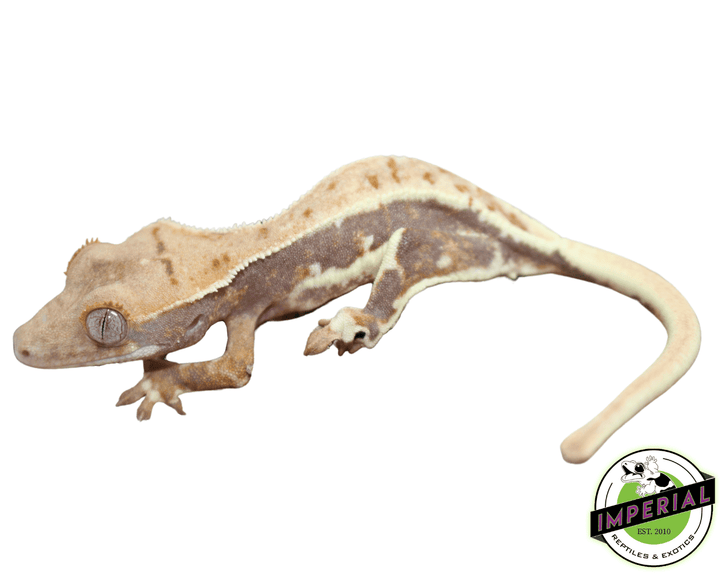 lily white harlequin crested gecko Lilly White Crested Gecko For Sale