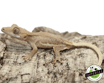 lilly white crested gecko for sale online, buy crested geckos at cheap prices