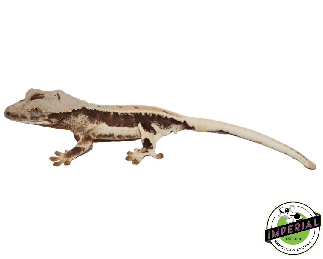 lily white crested gecko for sale Lilly White Crested Gecko For Sale