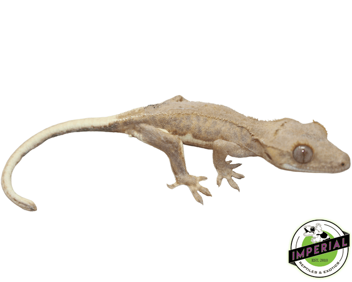 lily white crested gecko price Lilly White Crested Gecko For Sale