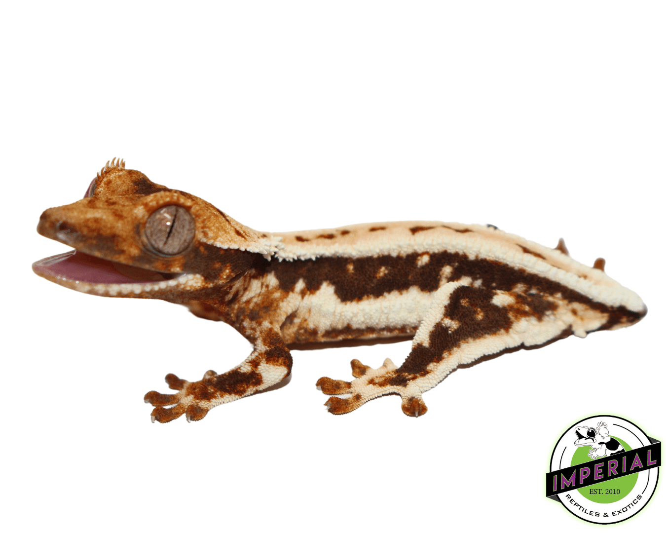 white lily crested gecko Lilly White Crested Gecko For Sale