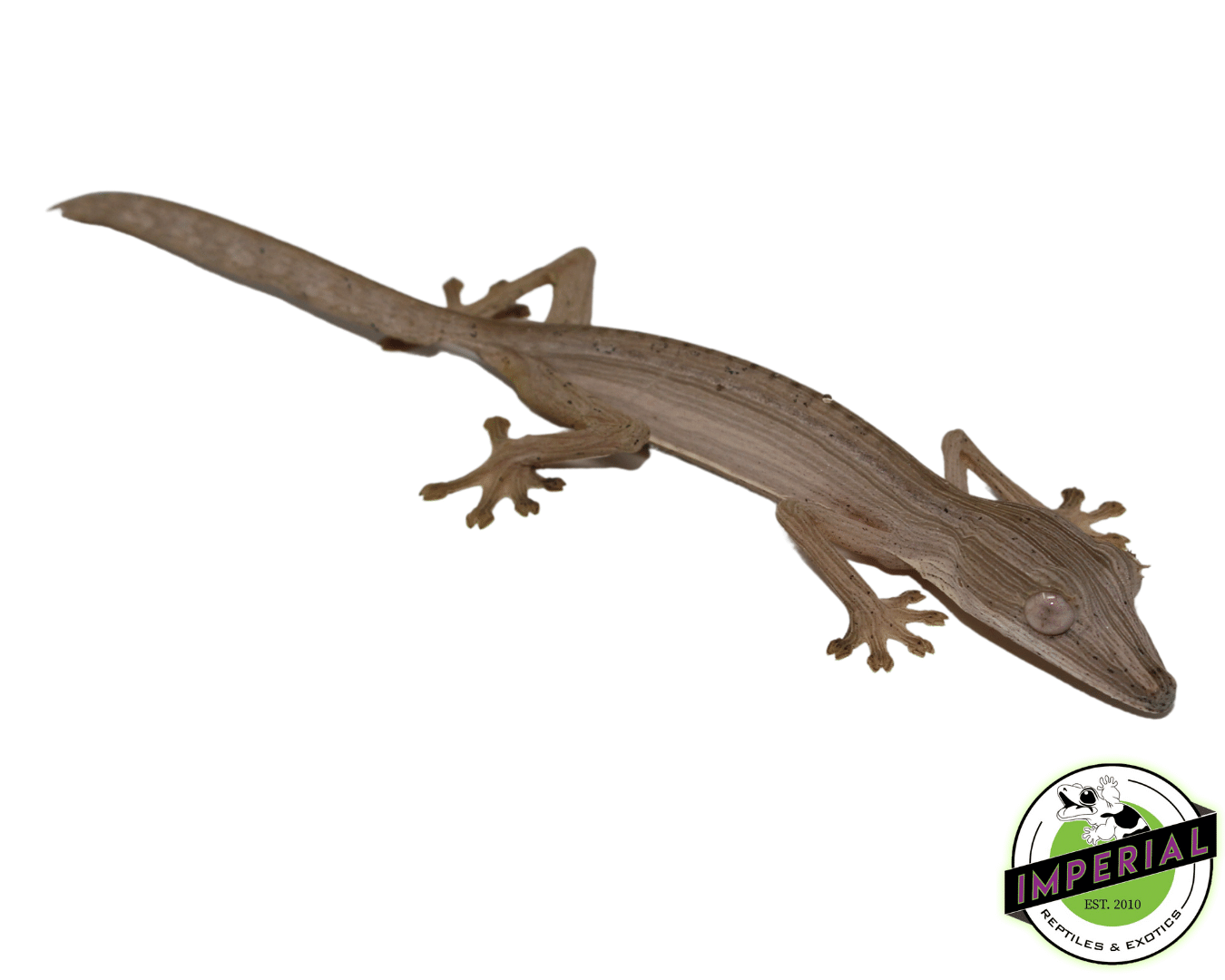 lined leaf tail gecko for sale, buy reptiles online