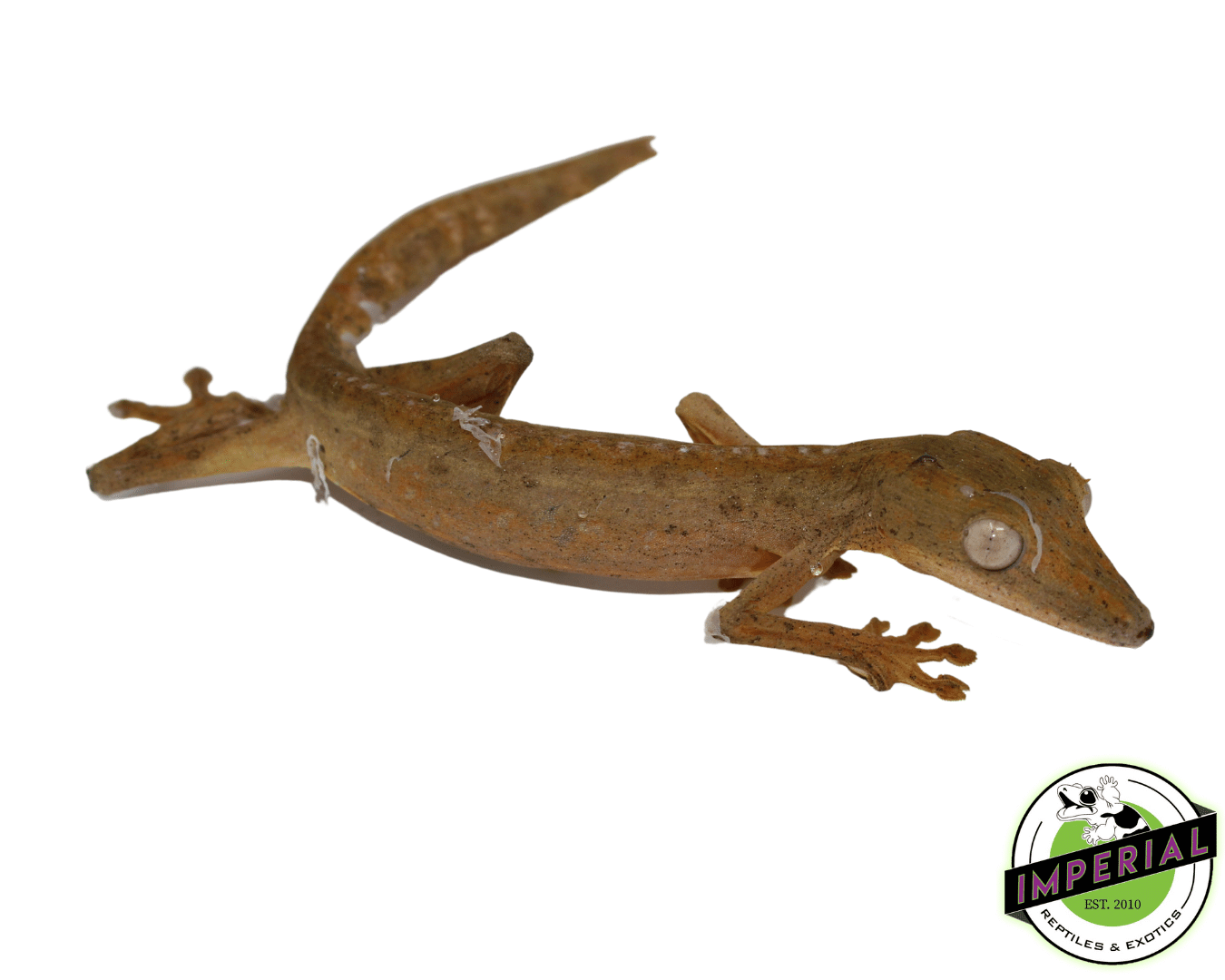 lined leaf tail gecko for sale, buy reptiles online