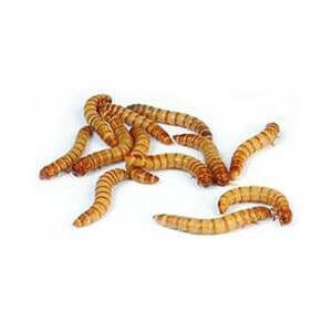 buy live feeder insects online at cheap prices near you, mealworms for sale