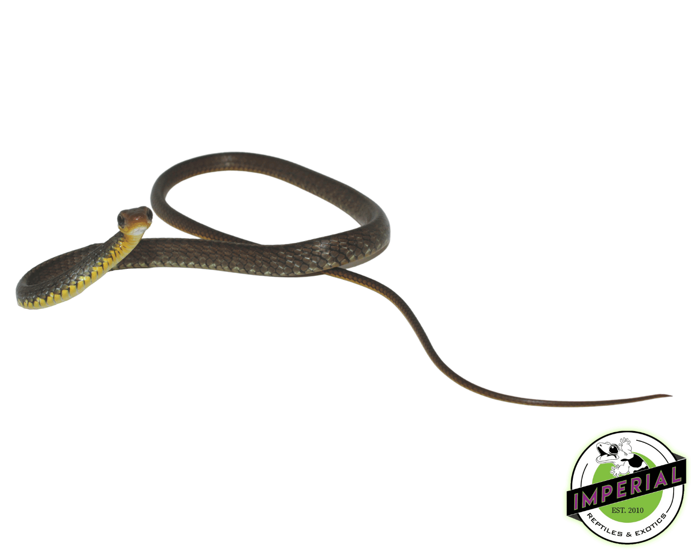 machete snake for sale, buy reptiles online at cheap prices