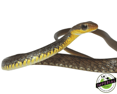 machete snake for sale, buy reptiles online at cheap prices