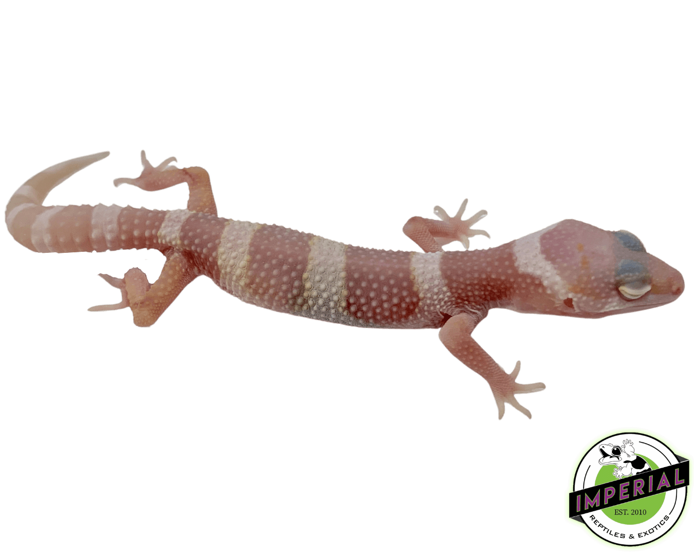 Mack Snow Albino Leopard Gecko For Sale - Imperial Reptiles – IMPERIAL