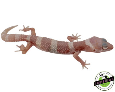 mack snow albino leopard gecko for sale, buy reptiles online