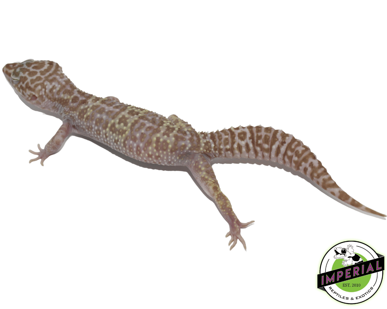 mack snow albino leopard gecko for sale, buy reptiles online