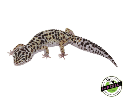 mack snow black knight leopard gecko for sale, buy reptiles online
