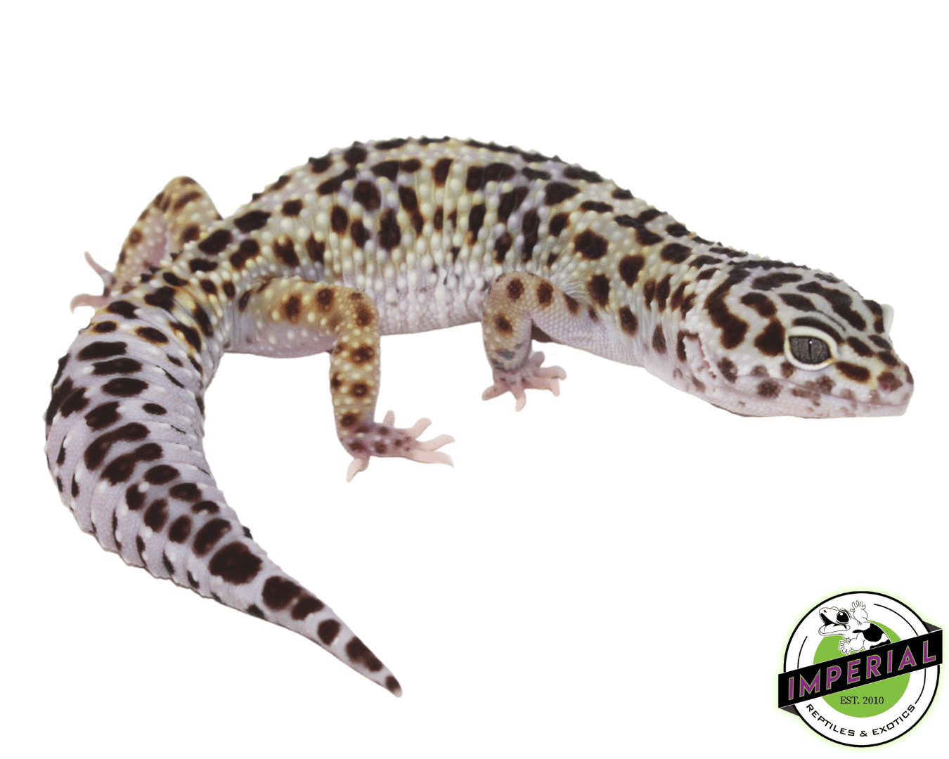Mack Snow x Black Knight Leopard Gecko For Sale - Imperial Reptiles