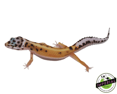 mack snow bold spot leopard gecko for sale, buy reptiles online
