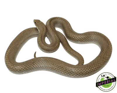 madagascar hognose snake for sale, buy reptiles online