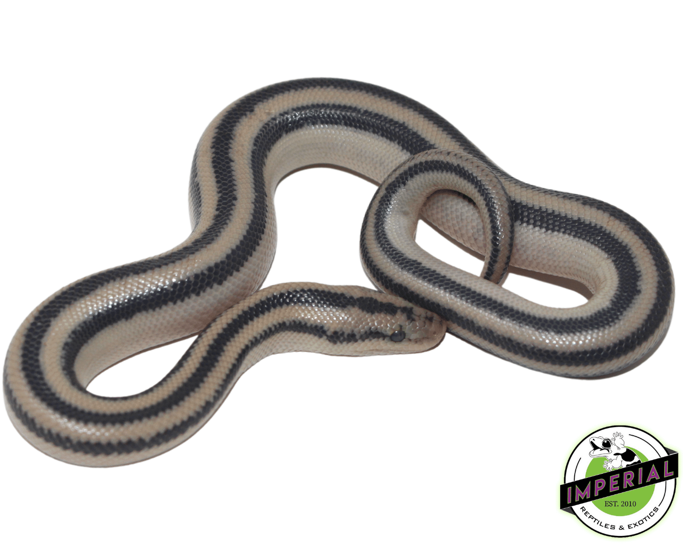 magdalena rosy boa for sale, buy reptiles online at cheap prices