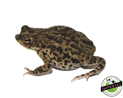 marbled toad for sale, buy amphibians online at cheap prices