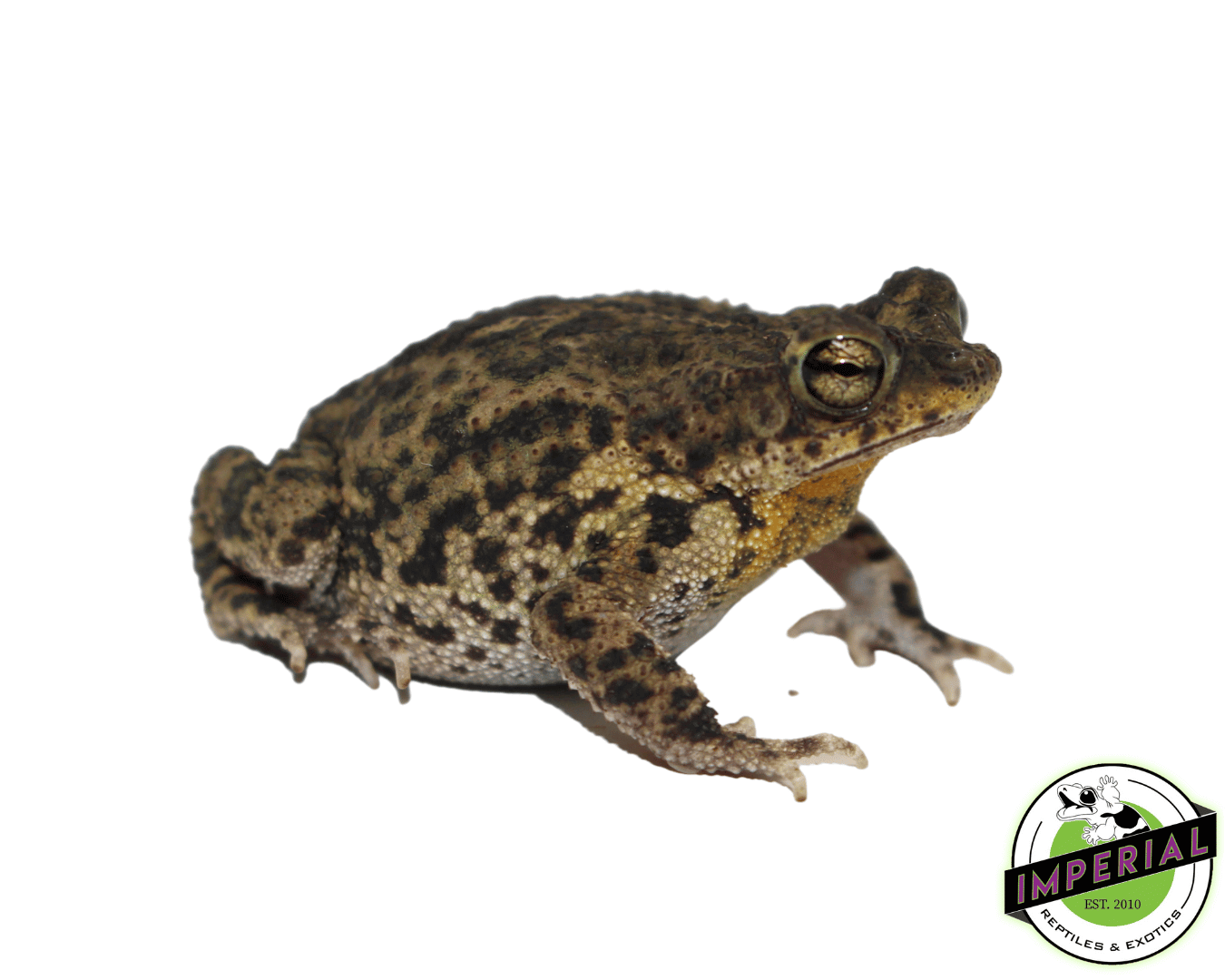 marbled toad for sale, buy amphibians online at cheap prices