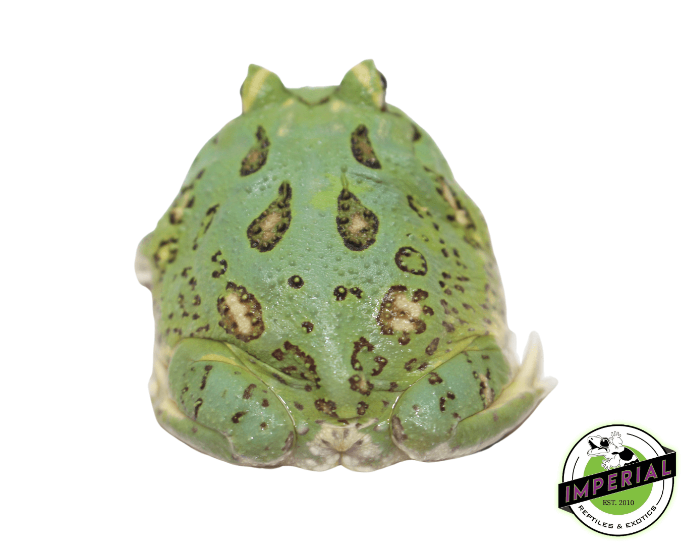 Emerald Pacman Frog "Matcha" For Sale - Imperial Reptiles – IMPERIAL