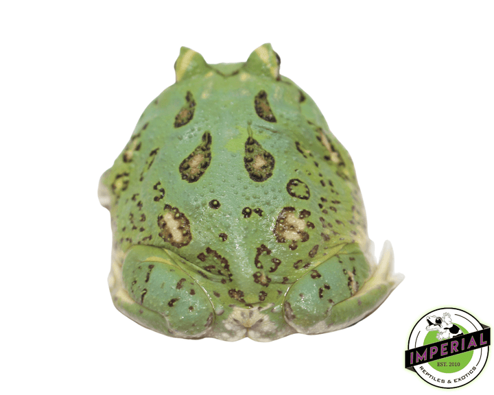 ア*ラ様 翡翠 猿 matcha-pacman-frog-for-