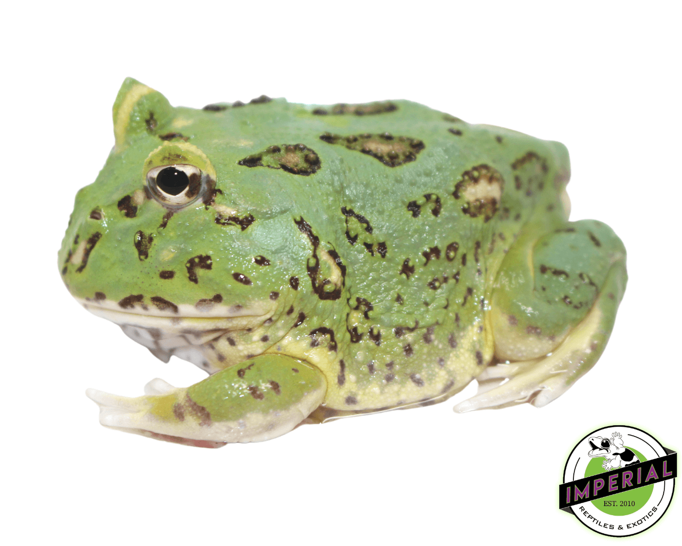 Emerald Pacman Frog "Matcha" For Sale - Imperial Reptiles – IMPERIAL