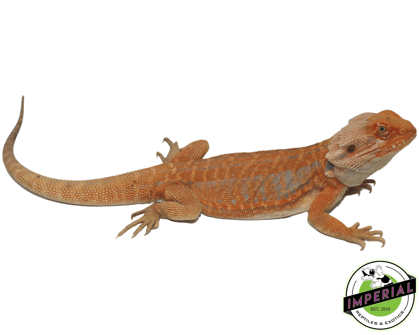 McQueen Stripe Leatherback Hypo Bearded Dragon For Sale - Imperial