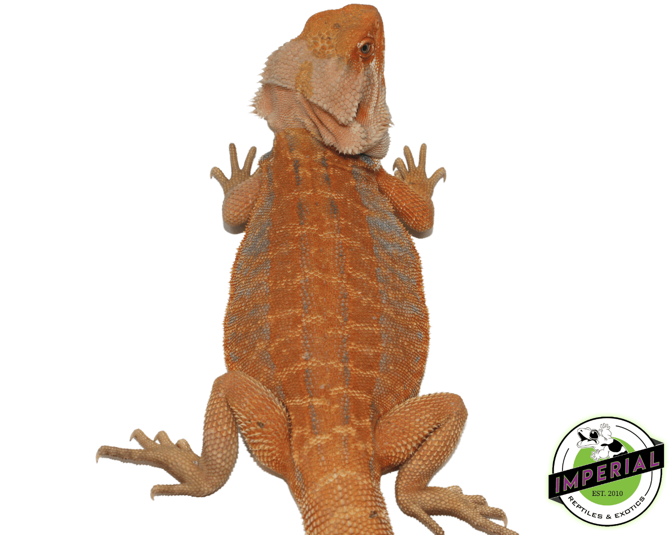 orange bearded dragon for sale, buy reptiles online