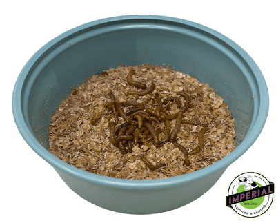 Mealworms (100ct.)
