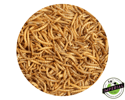 Mealworms (100ct.)