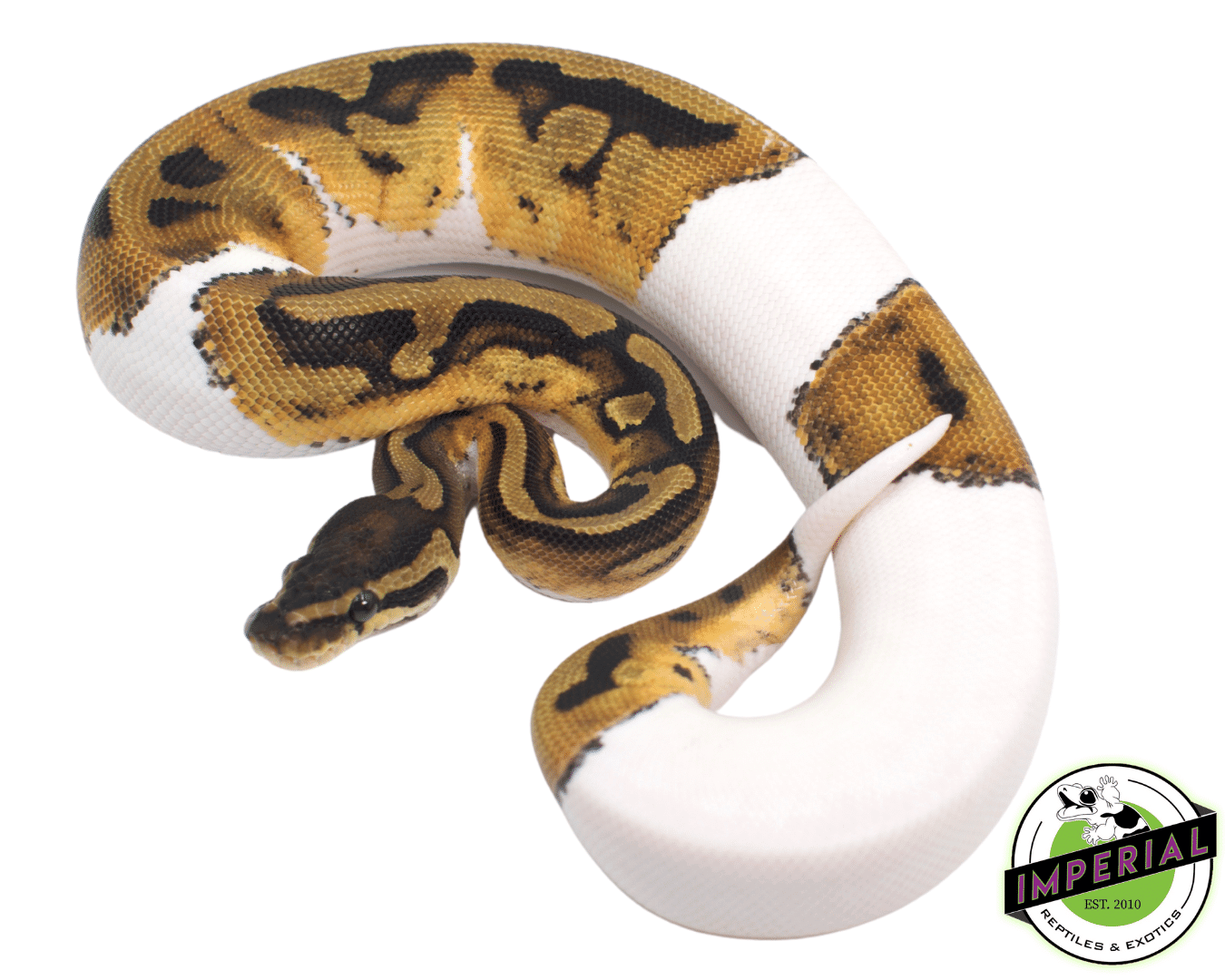 pied ball python for sale, buy reptiles online at cheap prices