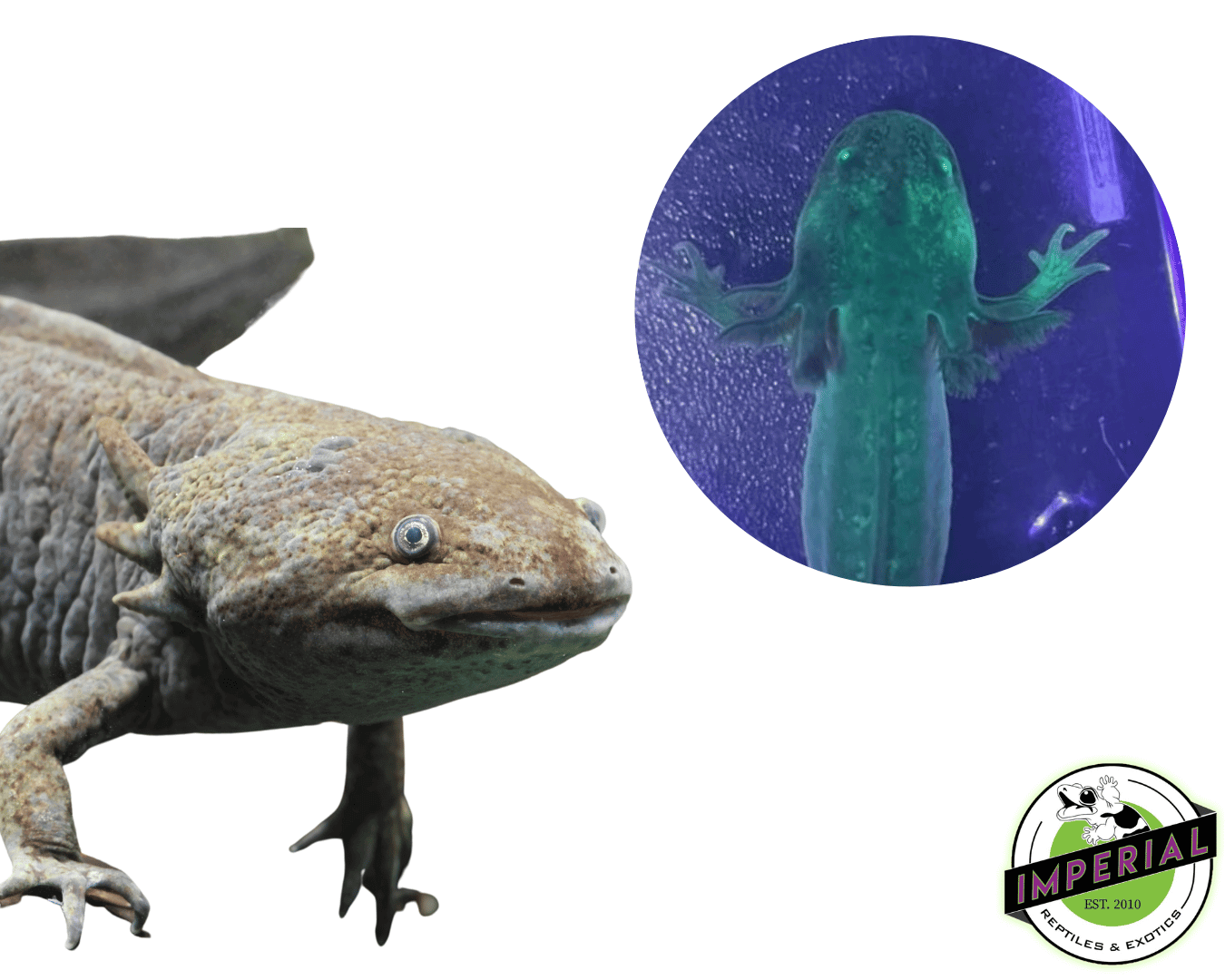 Where to Buy an Axolotl Near Me Where to Buy an Axolotl Near Me