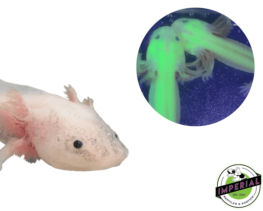 Albino Axolotl Axolotl Pet For Sale GFP Golden Albino Axolotl