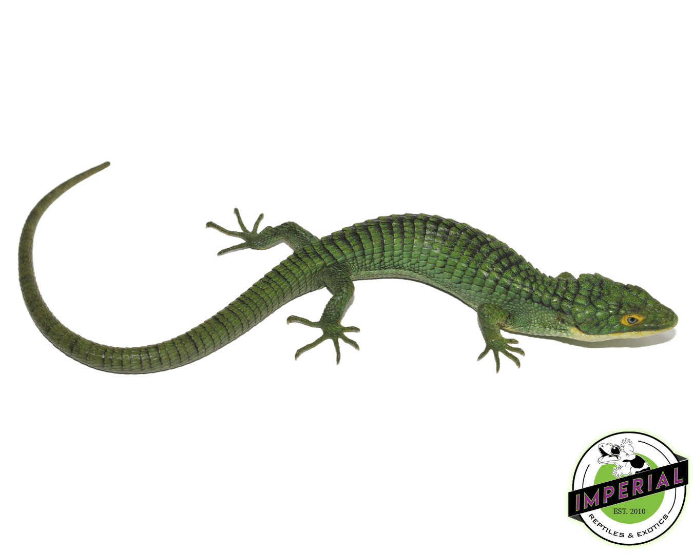 Mexican Alligator Lizard Abronia graminea For Sale Imperial Reptiles