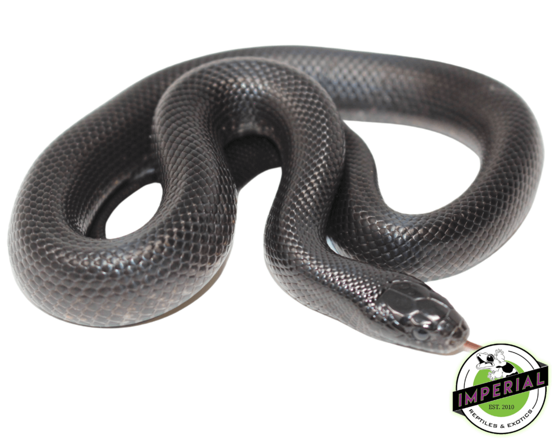 Mexican Black Kingsnake For Sale Imperial Reptiles IMPERIAL