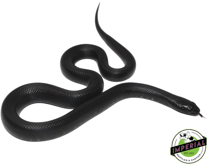 【セール】King Snake Swamp Black Mexican Black Kingsnake For Sale - Imperial Reptiles – IMPERIAL