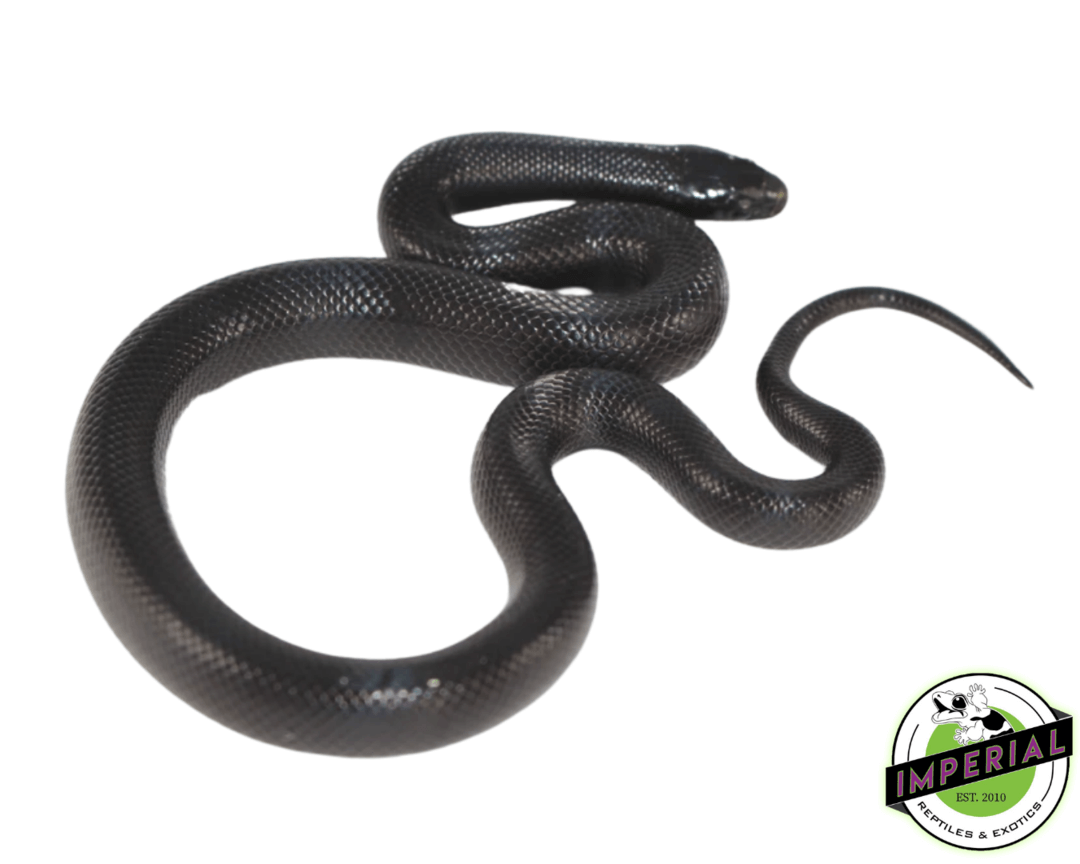 Mexican Black kingsnake for sale online at cheap prices, buy reptiles online 