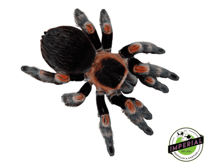 buy tarantulas online at cheap prices, tarantula for sale near me