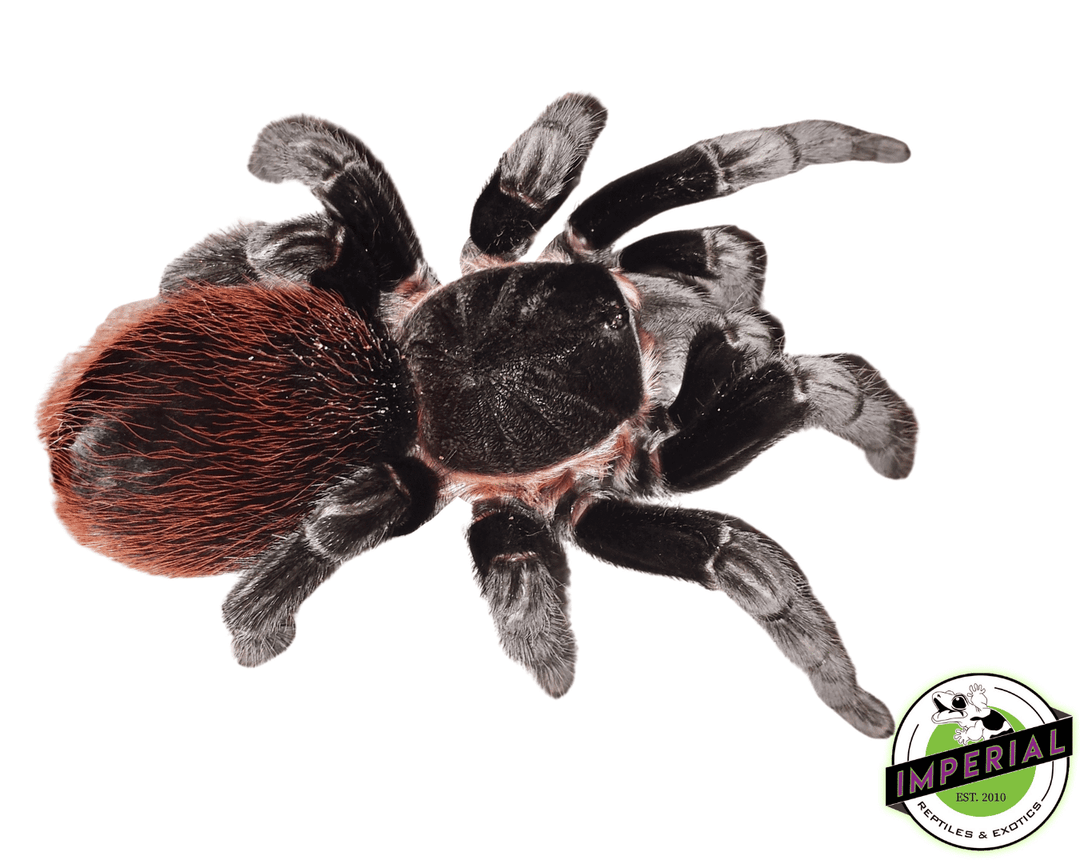 Red Rump Spider Tarantula